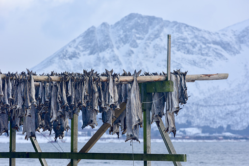 Stockfish (cod) in winter time in Gimsoy, Lofoten Islands, Norway.