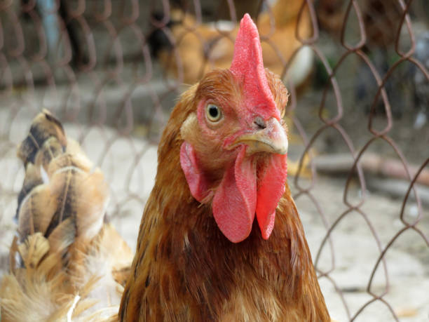 istock Chicken on the farm close up 1132425857