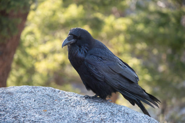 istock Raven close-ups in Lamar Valley Yellowstone 1132427007