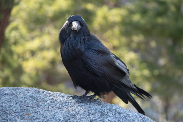 istock Raven close-ups in Lamar Valley Yellowstone 1132427095