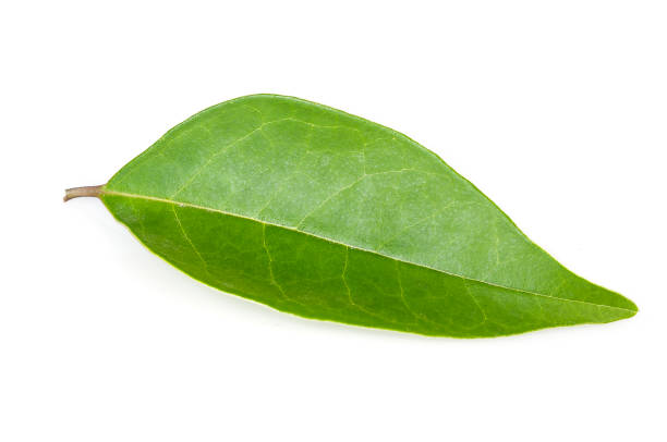 liść zielonej herbaty z białym tłem - herbal medicine green tea crop tea zdjęcia i obrazy z banku zdjęć