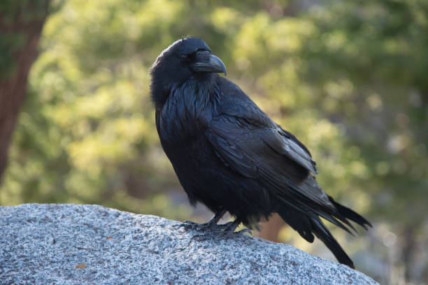istock Raven close-ups in Lamar Valley Yellowstone 1132428016