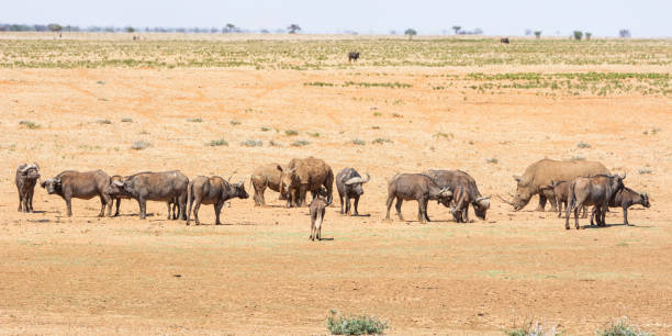 istock White Rhino and Buffalo 1132428231