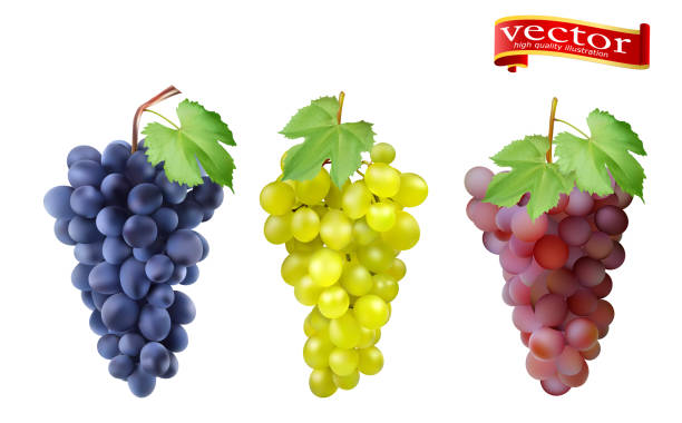 Red, Pink Muscatel and white table grapes, wine grapes. Red, Pink Muscatel and white table grapes, wine grapes. Fresh fruit, 3d vector icon set. Cluster of grapes red and white 3d vector set for design. Bunch of grapes ripe, juicy, high detail vector wine and oenology graphic stock illustrations