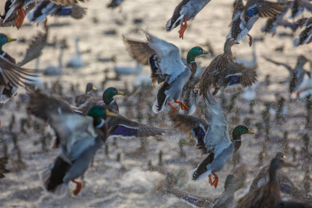 istock Large number of mallard ducks flying from water 1132428434
