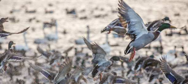 istock Large number of mallard ducks flying from water 1132428466