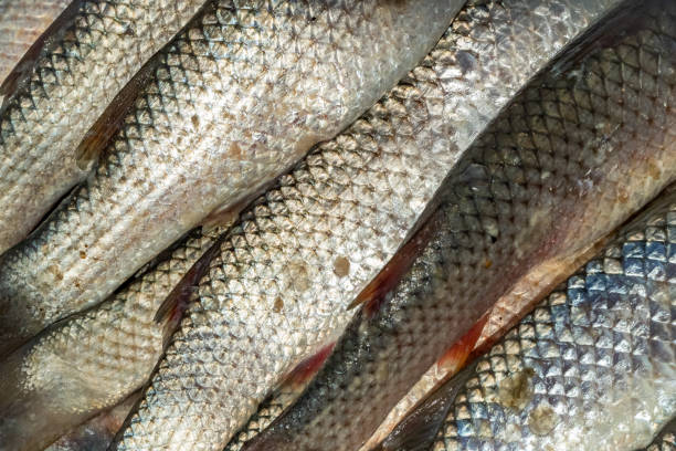 istock Fresh fish and seafood at the fish market 1132429448