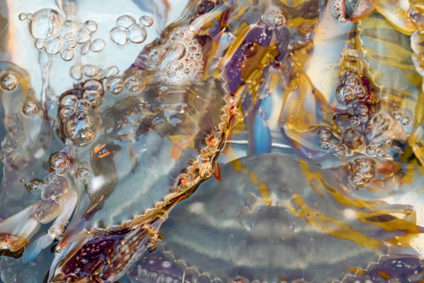 istock Fresh fish and seafood at the fish market 1132429457