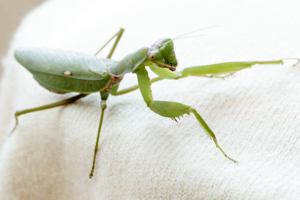 Mantis insect predator Mantis insect predator 一隻動物 stock pictures, royalty-free photos & images