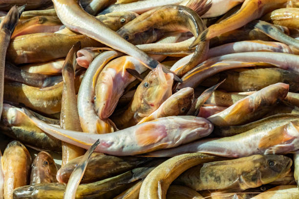 istock Fresh fish and seafood at the fish market 1132429504