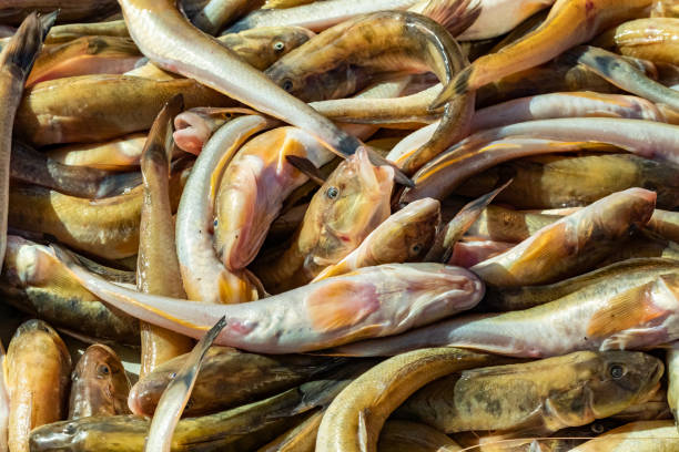 Fresh fish and seafood at the fish market Fresh fish and seafood at the fish market 鹹水魚 stock pictures, royalty-free photos & images