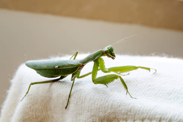 Mantis insect predator Mantis insect predator 一隻動物 stock pictures, royalty-free photos & images