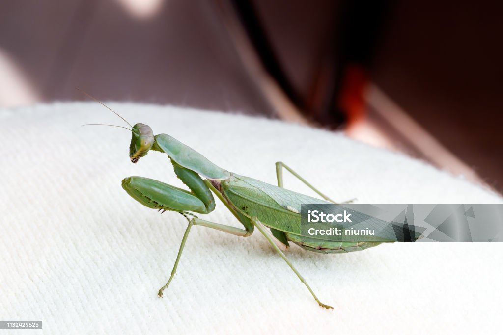 Mantis Insect Arm Mantis Insect Predator Stock Photo - Download Image Now - Animal ...