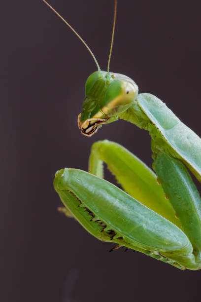 Mantis insect predator Mantis insect predator 一隻動物 stock pictures, royalty-free photos & images