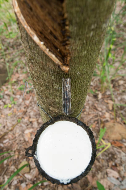 istock THAILAND BURIRAM AGRICULTURE RUBBER TREE 1132430285