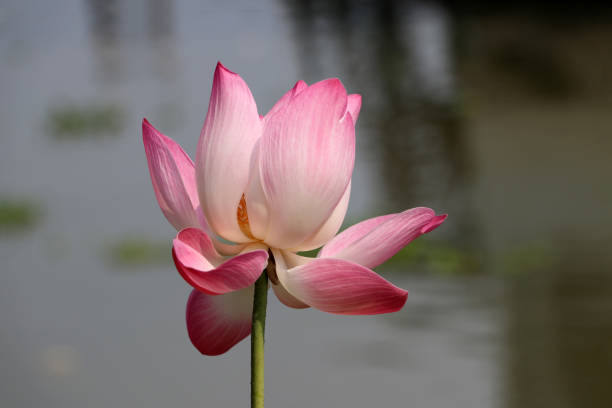 istock Lotus blossom with blur background. 1132430328