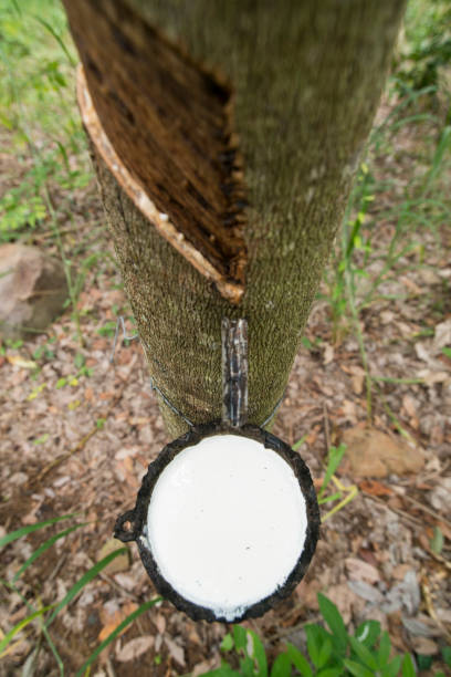 istock THAILAND BURIRAM AGRICULTURE RUBBER TREE 1132430366