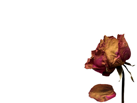 Dried pink rose isolated on white background