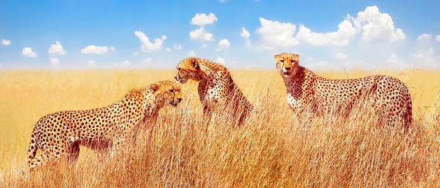 Group of cheetahs in the African savannah. Africa, Tanzania, Serengeti National Park.