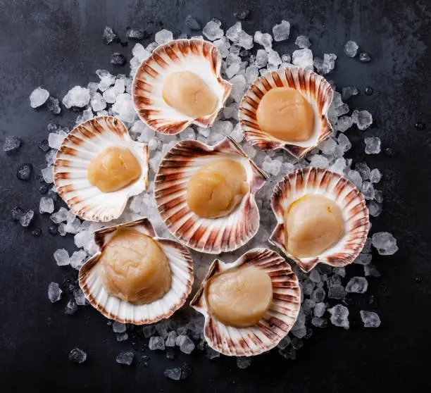 Raw uncooked Queen Scallops in shells on ice on dark background