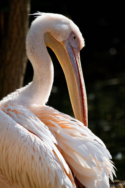 istock Great White Pelican, Pelecanus onocrotalus in the zoo 1132434515
