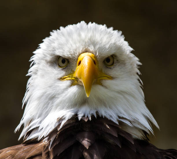istock Portrait of a bald eagle lat. haliaeetus leucocephalus 1132434535