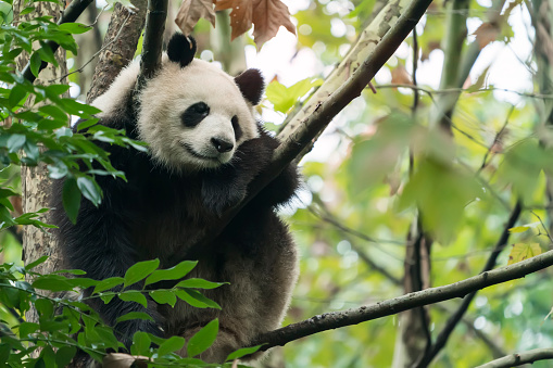 Cute panda bear climbing in tree