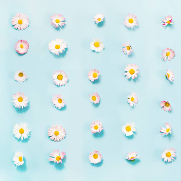 Creative pattern of white daisy flower on blue. Spring and summer concept. Flat lay.