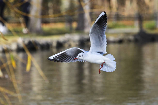 istock The European Herring Gull, Larus argentatus is a large gull 1132434764