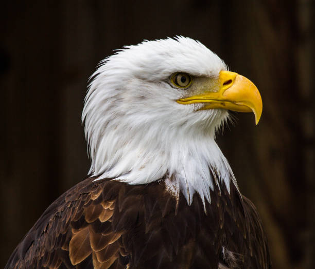 istock Portrait of a bald eagle lat. haliaeetus leucocephalus 1132434785