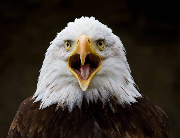 istock Portrait of a bald eagle lat. haliaeetus leucocephalus 1132434794