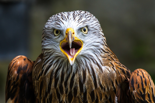 The red kite, milvus milvus is a medium-large bird of prey in the family Accipitridae, which also includes many other diurnal raptors such as eagles, buzzards, and harriers.