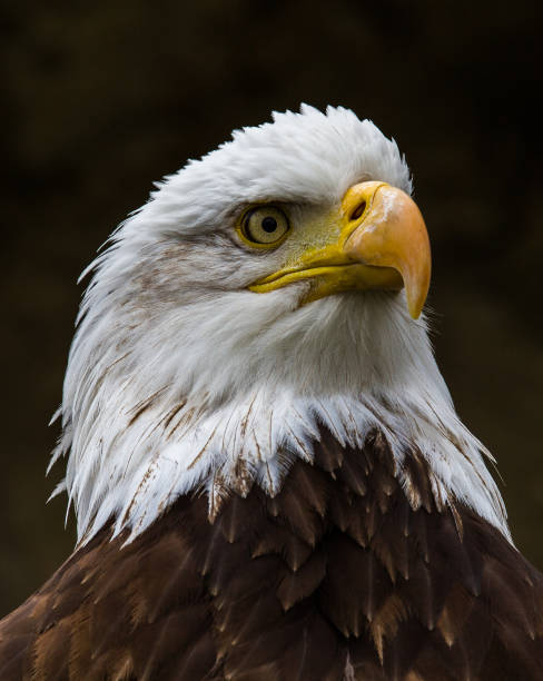 istock Portrait of a bald eagle lat. haliaeetus leucocephalus 1132434860