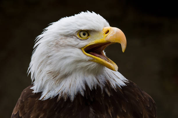 istock Portrait of a bald eagle lat. haliaeetus leucocephalus 1132434940