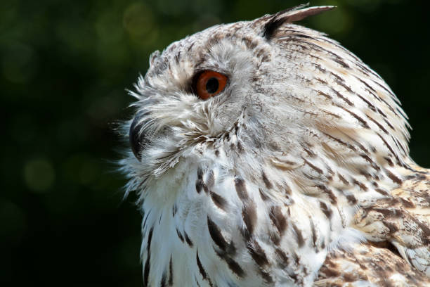 istock Siberian eagle owl, bubo bubo sibiricus. The biggest owl in the world 1132434952