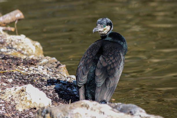 istock The great cormorant, Phalacrocorax carbo drying his feathers. 1132434959