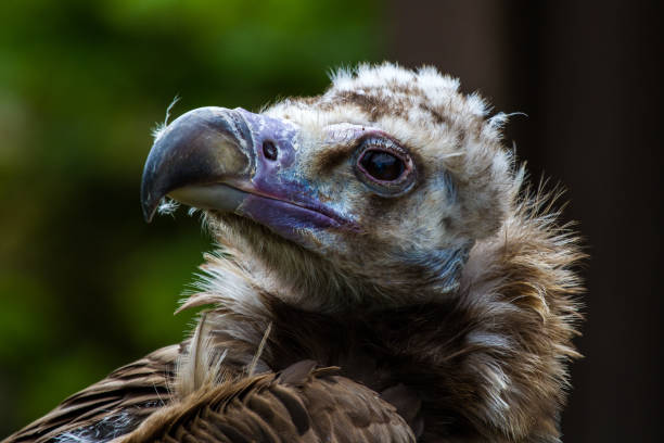 buitre cinereo o buitre negro eurasiático, aegypius monachus - cinereous fotografías e imágenes de stock