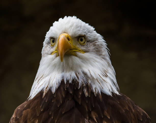 istock Portrait of a bald eagle lat. haliaeetus leucocephalus 1132435537