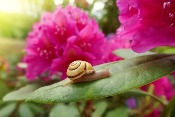 Snail on a flower. Small yellow snail on a green leaf of a bright pink rhododendron flower.Nature floral and insect background