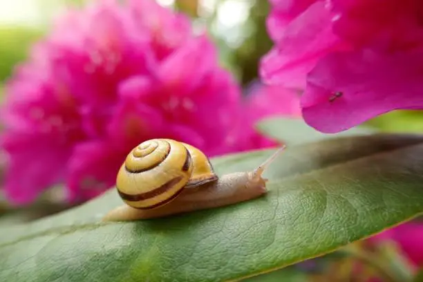 Snail on a flower. yellow snail on a green leaf of a bright pink rhododendron flower.Nature floral and insect background