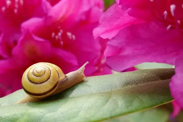 Snail on a flower. Small snail on a green leaf of a bright pink rhododendron flower.Nature floral and insect background