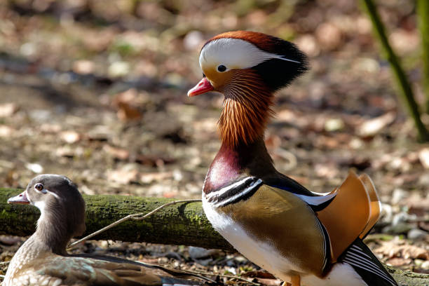 ドイツの動物園にあるマンダリンダック、エクス galericulata - duck pond mandarin red ストックフォトと画像