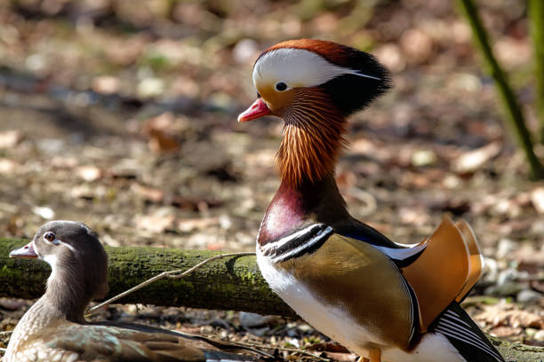 kaczka mandarynka, aix galericulata w niemieckim zoo - duck pond mandarin red zdjęcia i obrazy z banku zdjęć