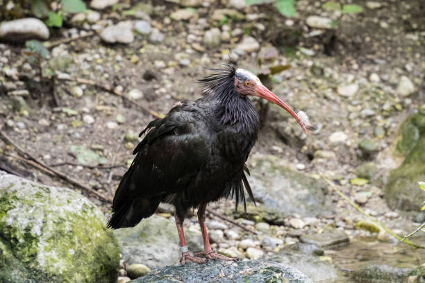 istock Northern Bald ibis, Geronticus eremita in the zoo 1132437949