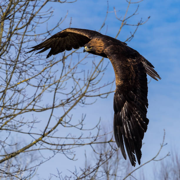 istock Golden eagle, Aquila chrysaetos sitting on a branch 1132437955