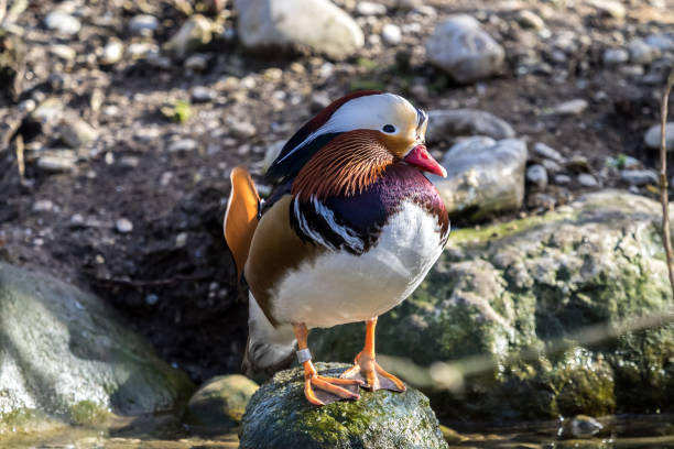 ドイツの動物園にあるマンダリンダック、エクス galericulata - duck pond mandarin red ストックフォトと画像