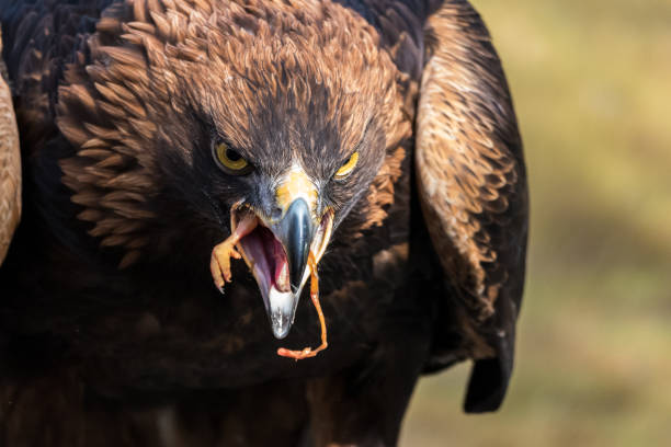 istock Golden eagle, Aquila chrysaetos sitting on a branch 1132438243