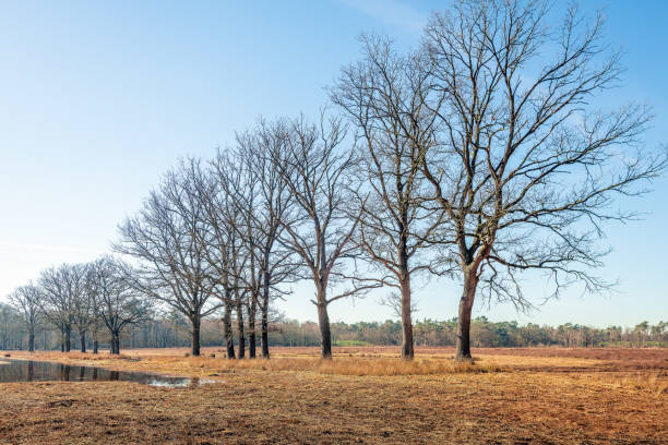 istock Row of trees with bare branches on the bank of a mere 1132438919
