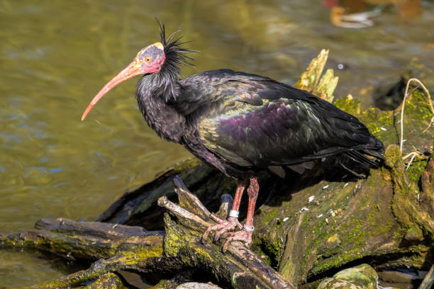 istock Northern Bald ibis, Geronticus eremita in the zoo 1132439323