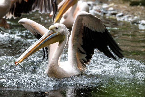 istock Great White Pelican, Pelecanus onocrotalus in the zoo 1132439382